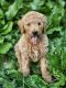 Golden Doodle Puppies for sale in Statesville, NC, USA. price: NA