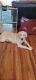 Golden Doodle Puppies for sale in Brookhaven, PA 19015, USA. price: NA