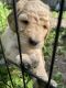 Golden Doodle Puppies for sale in Pine River, MN, USA. price: NA