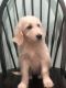 Golden Doodle Puppies for sale in Mt Orab, OH 45154, USA. price: NA