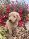 Golden Doodle Puppies for sale in West Plains, MO 65775, USA. price: NA