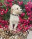 Golden Doodle Puppies for sale in West Plains, MO 65775, USA. price: $1,000