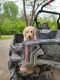 Golden Doodle Puppies for sale in Battle Lake, MN 56515, USA. price: $1,400