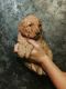 Golden Doodle Puppies for sale in Chattanooga, TN, USA. price: NA