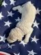 Golden Doodle Puppies for sale in Lumberton, NC, USA. price: $1,500