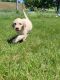 Golden Doodle Puppies for sale in Mineral Point, WI 53565, USA. price: NA