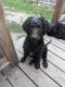 Golden Doodle Puppies for sale in Milnor, ND 58060, USA. price: NA
