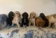 Golden Doodle Puppies for sale in Lenoir, NC, USA. price: $1,200