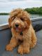 Golden Doodle Puppies for sale in Seattle, WA, USA. price: $610