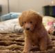 Golden Doodle Puppies for sale in Patterson, CA 95363, USA. price: $2,000