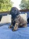 Golden Doodle Puppies for sale in Knoxville, TN, USA. price: $1,500