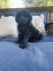 Golden Doodle Puppies for sale in Knoxville, TN, USA. price: $1,200