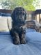 Golden Doodle Puppies for sale in Knoxville, TN, USA. price: $1,500