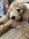 Golden Doodle Puppies for sale in Chandler, AZ 85248, USA. price: $2,700