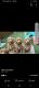 Golden Doodle Puppies for sale in Sebastopol, CA 95472, USA. price: NA