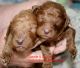 Golden Doodle Puppies for sale in NJ-31, Flemington, NJ, USA. price: NA
