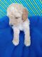 Golden Doodle Puppies for sale in Williston, FL 32696, USA. price: NA