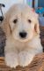 Golden Doodle Puppies for sale in Mesa, AZ 85204, USA. price: $1,800