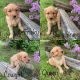 Golden Doodle Puppies for sale in Deary, ID 83823, USA. price: NA