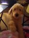 Golden Doodle Puppies for sale in Pontiac, MI, USA. price: $1,500