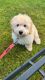 Golden Doodle Puppies for sale in Edmonds, WA, USA. price: NA