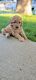 Golden Doodle Puppies for sale in Lincoln, NE, USA. price: $1,800