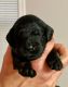 Golden Doodle Puppies for sale in Goodman Ct, Barrington Hills, IL 60010, USA. price: $2,500