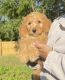 Golden Doodle Puppies for sale in Orlando, FL, USA. price: $1,200