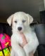 Golden Doodle Puppies for sale in Blue Springs, MO, USA. price: NA