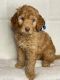 Golden Doodle Puppies for sale in Chesapeake, VA, USA. price: $3,000