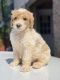 Golden Doodle Puppies for sale in Hickory, NC, USA. price: $1,800