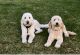 Golden Doodle Puppies for sale in Bloomfield, NM 87413, USA. price: $2,000