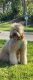 Golden Doodle Puppies for sale in Boca Raton, FL 33434, USA. price: $7,500