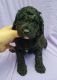 Golden Doodle Puppies for sale in Orlando, FL, USA. price: $900