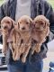 Golden Doodle Puppies for sale in Greeley, NE 68842, USA. price: $950