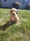 Golden Doodle Puppies for sale in Terre Haute, IN, USA. price: NA