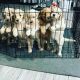 Golden Doodle Puppies for sale in Miramar, FL, USA. price: $2,000