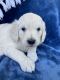 Golden Doodle Puppies for sale in Oconto, WI 54153, USA. price: NA