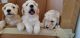 Golden Doodle Puppies for sale in Goodyear, AZ, USA. price: NA