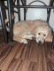 Golden Doodle Puppies for sale in Paramount, CA, USA. price: NA