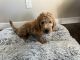 Golden Doodle Puppies for sale in Clinton Twp, MI, USA. price: $800