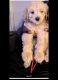 Golden Doodle Puppies for sale in Le Roy, NY 14482, USA. price: NA