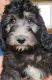 Golden Doodle Puppies for sale in Calhan, CO 80808, USA. price: $500