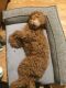 Golden Doodle Puppies for sale in Red Bluff, CA 96080, USA. price: $1,500