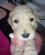 Golden Doodle Puppies for sale in Moore, OK, USA. price: $1,000