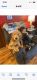 Golden Doodle Puppies for sale in Central Illinois, IL, USA. price: NA