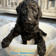 Golden Doodle Puppies for sale in Corpus Christi, TX, USA. price: NA