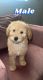 Golden Doodle Puppies for sale in Dearborn, MI, USA. price: $800