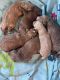 Golden Doodle Puppies for sale in Troy, AL 36079, USA. price: NA