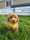 Golden Doodle Puppies for sale in Morgan, UT 84050, USA. price: NA